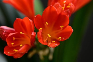 beautiful  flowers  growing in garden in spring 