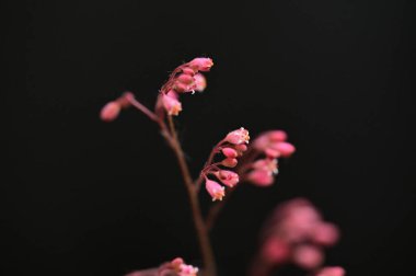 koyu arka plan üzerinde güzel pembe çiçekler