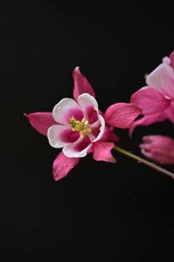 beautiful  flowers  growing in garden in spring 