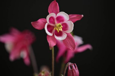 beautiful  flowers  growing in garden in spring 