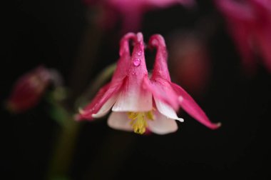 koyu arka plan üzerinde güzel pembe çiçekler