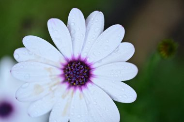 beautiful  flower  growing in garden in spring 