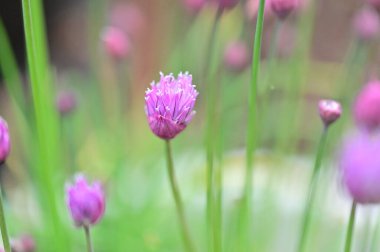 beautiful  flowers  growing in garden in spring 