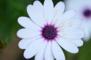 beautiful  flower  growing in garden in spring 