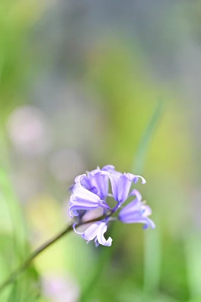 Beautiful Flower Growing Garden Spring — Stok fotoğraf