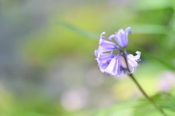 Beautiful Flower Growing Garden Spring — Stockfoto