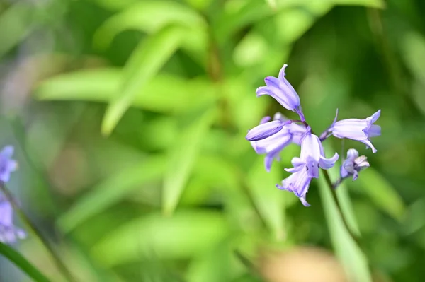Baharda Bahçede Yetişen Güzel Çiçek — Stok fotoğraf