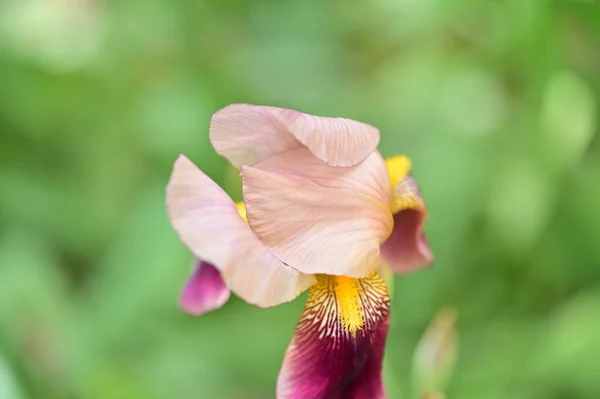 Gyönyörű Írisz Virág Kertben Tavasszal — Stock Fotó