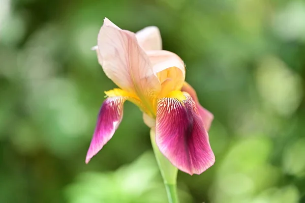Beautiful Iris Flower Growing Garden Spring — Stock fotografie