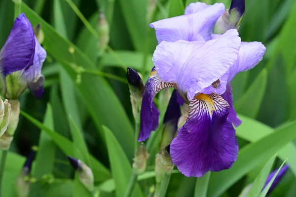 Beautiful Flowers Growing Garden Spring — Stockfoto