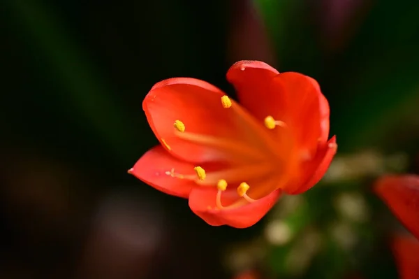 Piękny Botaniczny Strzał Naturalna Tapeta Kwiat — Zdjęcie stockowe