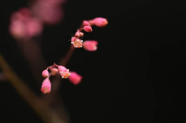 暗い背景に美しいピンク色の花 — ストック写真