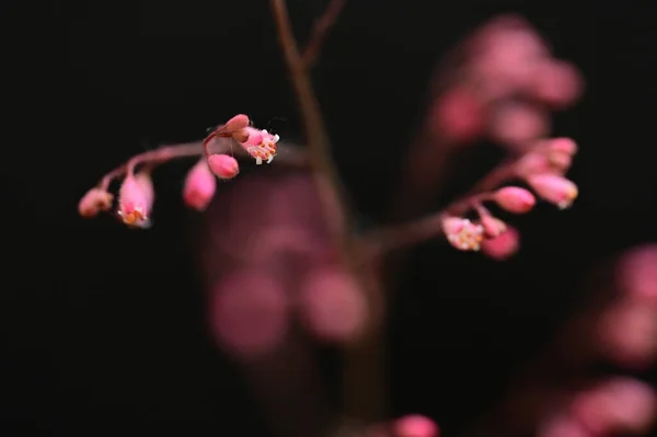 Красивые Розовые Цветы Темном Фоне — стоковое фото