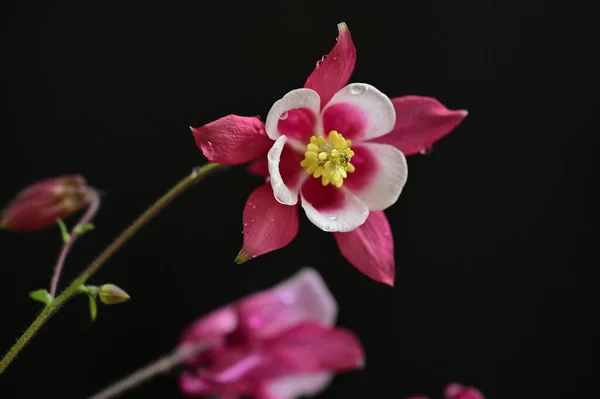 春に庭で成長する美しい花 — ストック写真