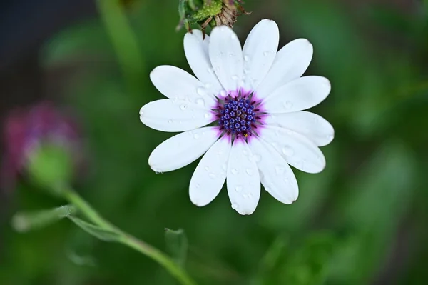Beautiful Flower Growing Garden Spring —  Fotos de Stock