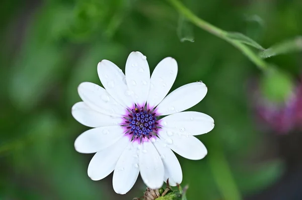 Beautiful Flower Growing Garden Spring —  Fotos de Stock