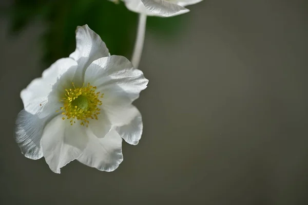 Beautiful Flower Growing Garden Spring — Foto de Stock