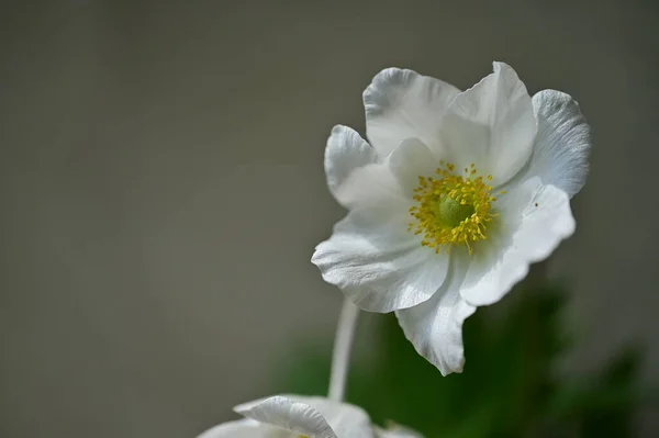 Beautiful Flower Growing Garden Spring — Zdjęcie stockowe