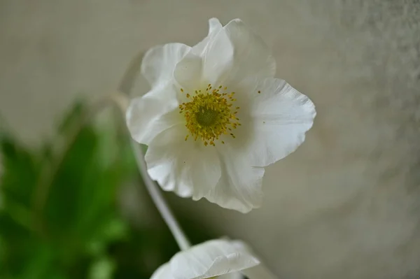Vakre Hvite Blomster Hagen – stockfoto