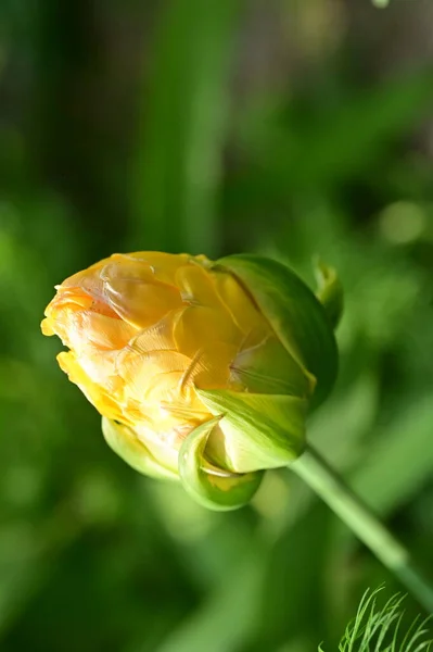 Beau Fond Printemps Avec Tulipe Fleurs — Photo