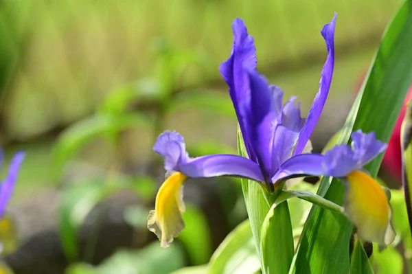 Beautiful Iris Flower Growing Garden Spring — Foto Stock