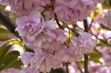 Güzel pembe sakura çiçekleri bahçede çiçek açıyor.