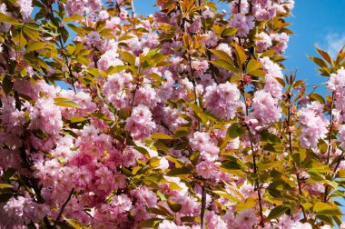 Güzel pembe sakura çiçekleri bahçede çiçek açıyor.