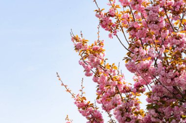 Güzel pembe sakura çiçekleri bahçede çiçek açıyor.