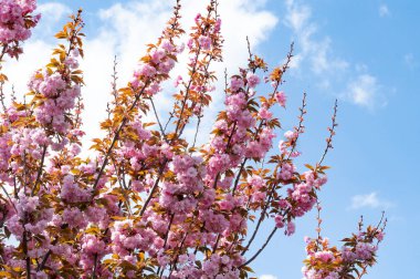 Güzel pembe sakura çiçekleri bahçede çiçek açıyor.