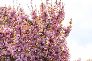 Güzel pembe sakura çiçekleri bahçede çiçek açıyor.