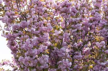 Güzel pembe sakura çiçekleri bahçede çiçek açıyor.