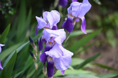 Bahçedeki güzel iris çiçekleri