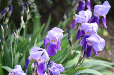 Bahçedeki güzel iris çiçekleri