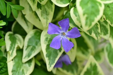 Bahçedeki güzel mor çiçekler