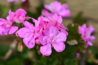 Bahçedeki güzel pembe çiçekler