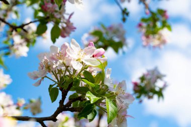 Bahçedeki güzel beyaz çiçekler