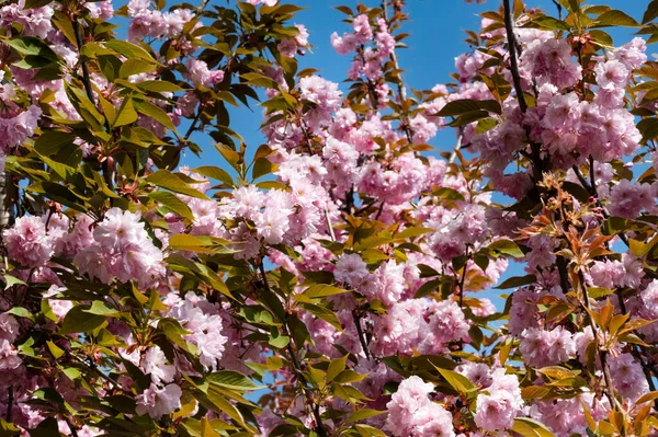 stock image beautiful pink sakura flowers blossom in the garden