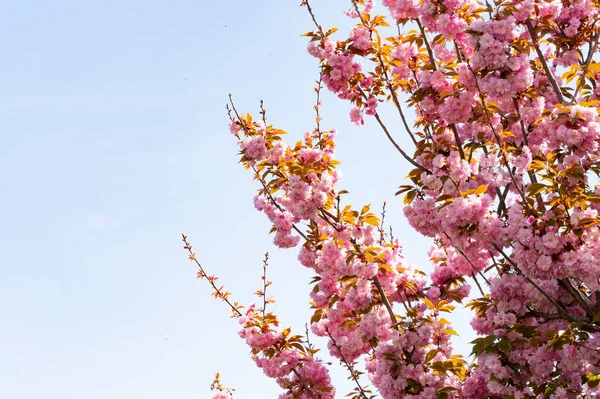 Güzel pembe sakura çiçekleri bahçede çiçek açıyor.