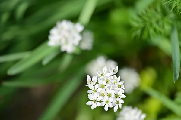 Flori Albe Frumoase Grădină — Fotografie, imagine de stoc