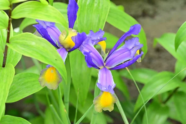 Bellissimi Fiori Iris Giardino — Foto Stock