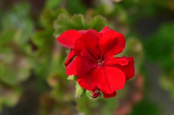 Belle Fleur Poussant Dans Jardin Printemps — Photo