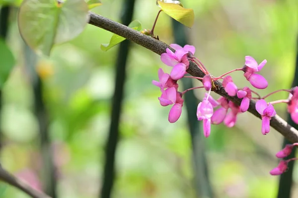 stock image beautiful pink flowers in the garden