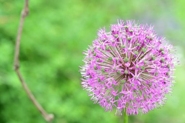 Bahçedeki güzel mor çiçekler