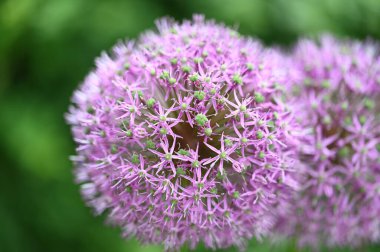 Bahçedeki güzel mor çiçekler