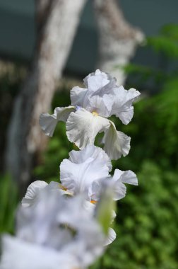 Bahçedeki güzel beyaz çiçekler