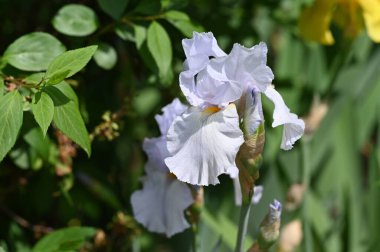 Bahçedeki güzel beyaz çiçekler