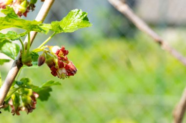 Bahçede yetişen yeşil bitkiler