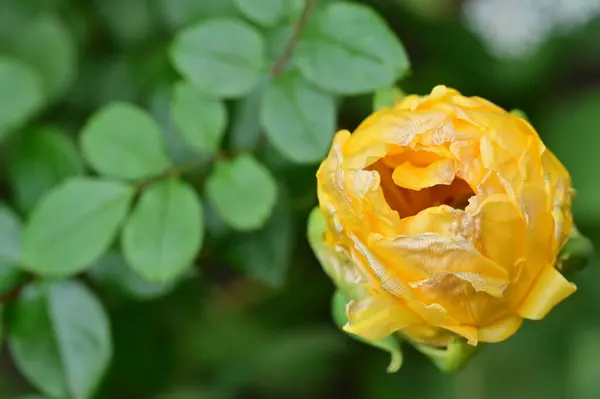 Bahçedeki Güzel Sarı Gül — Stok fotoğraf