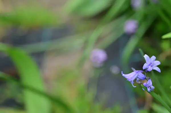 stock image beautiful purple flowers in the garden