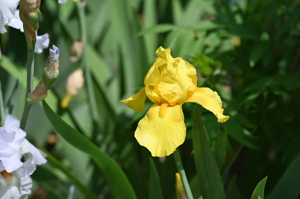 Stock image beautiful iris flowers in the garden